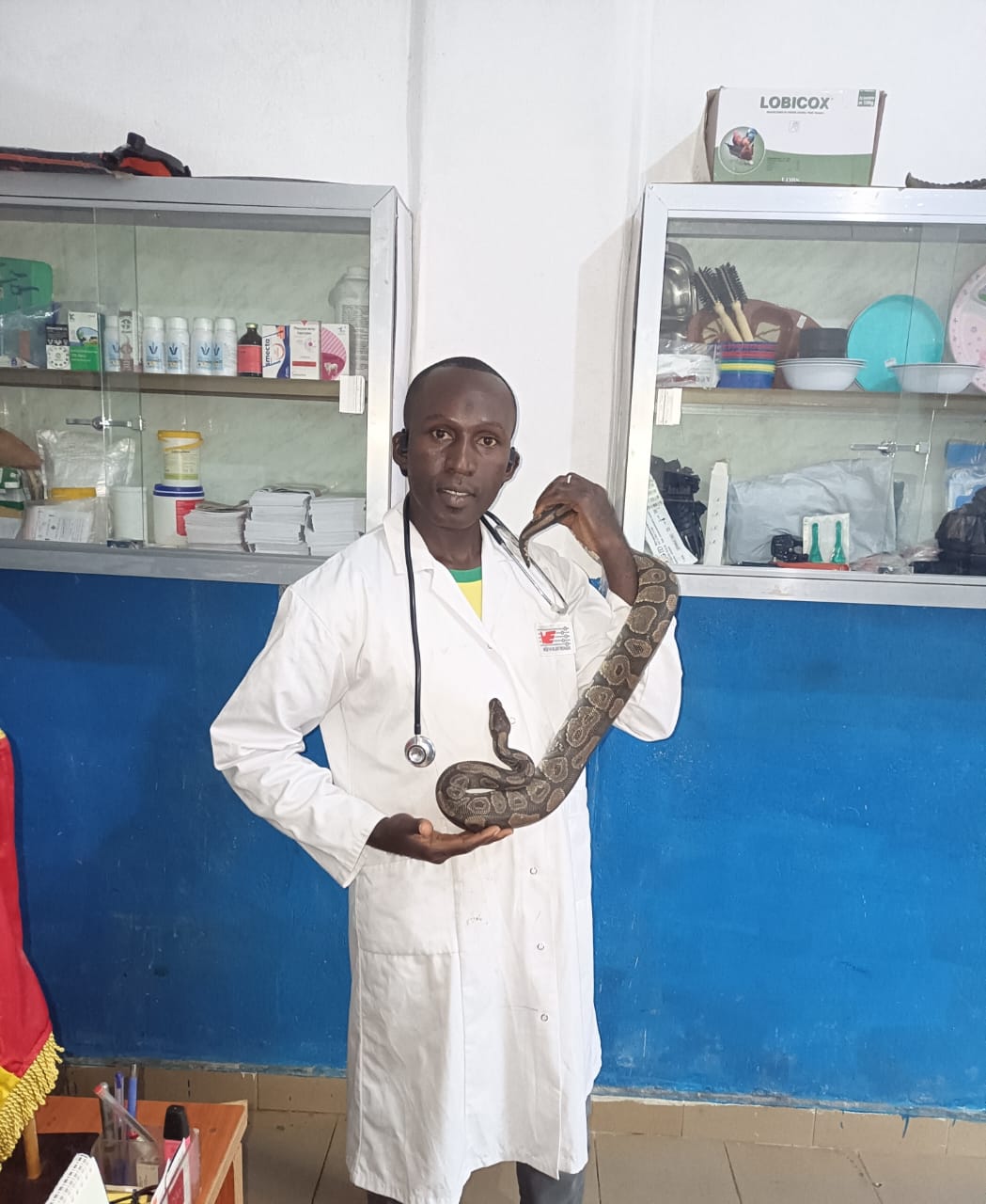 Vétérinaire soignant un python
